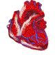 A beating heart